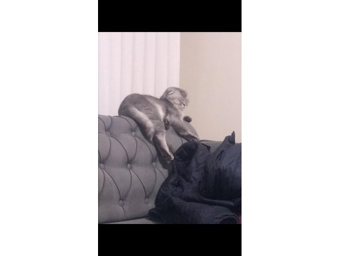 1.5 Yaşında Scottish Fold Kızımıza Yuva Arıyoruz