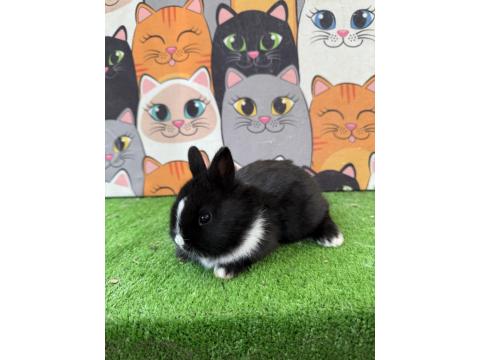 Safkan Cuce Tavşan Yavruları