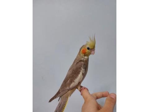 El Besleme Yavru Sultan Papağanı