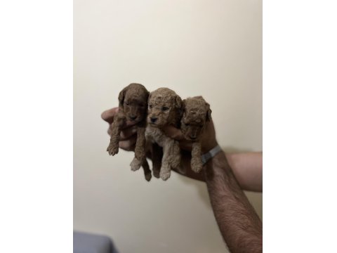 Toy Poodle Yavruları