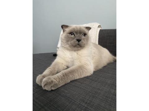 Uysal Scottish Fold Kedimize Yeni Yuva Arıyoruz