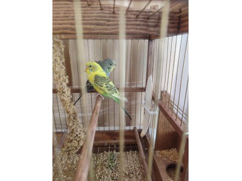 Dişi Japones Ve Erkek Klasik Muhabbet Kuşu