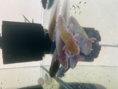 Sevimli Axolotlarımız