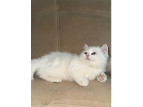 Beyaz İki Yavru Kedimiz Sahiplendirilecektir