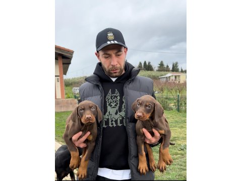 Şampiyon Üreticiden Şampiyon Doberman Yavruları