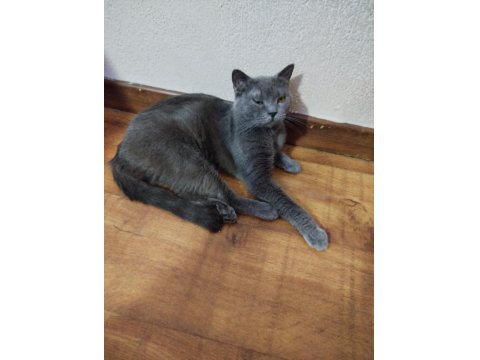 Sevimli Uysal Aşıları Tam British Yavrumuza Yuva Arıyoruz