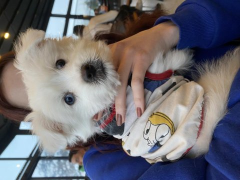 Mavi Siyah Gözlü Maltese Terrier