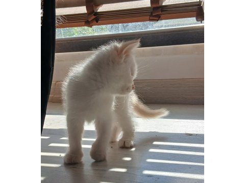 İki Aylik Gold Beyaz Erkek Kedimiz