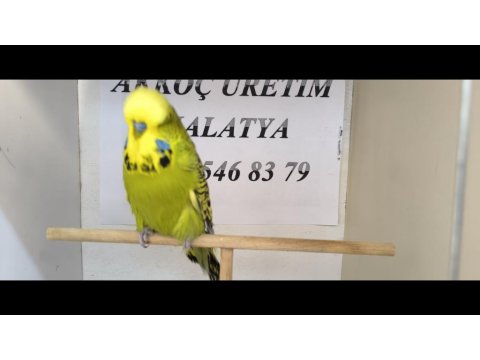 Yavrulu Yumurtalı Muhabbet Kuşu Takımlar Ve Eğitmelik Yavrular