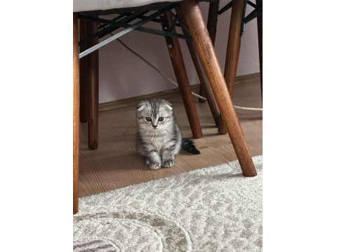 Scottish Fold Blue Point Ve Silver Tabby Yavrular