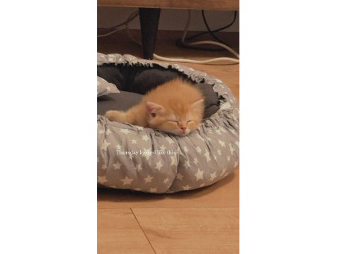 Turuncu British Longhair Erkek Yavru