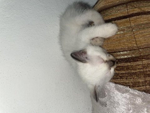 2 Aylık Siyam Kedisi Yavru