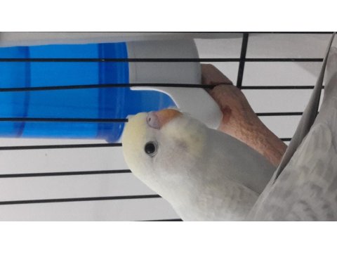 Yavru Ele Alıştırmalık Rainbow Muhabbet Kuşu