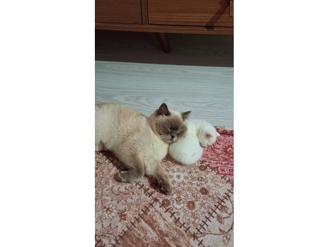 40 Günlük British Shorthair Yavruları Kar Beyaz Masmavi Gözler