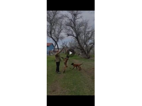 3 Ve 4-6 Aylık Malinois Yavrular