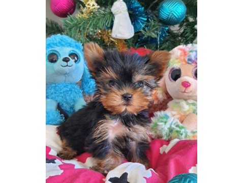 Orjinal Şecereli Teacup Yorkshire Terrier Yavrumuz