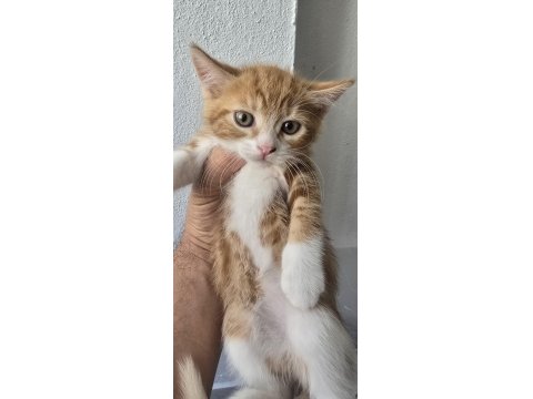 3 Adet Dişi Erkek Kedimiz Sahiplendirilecek Kedi