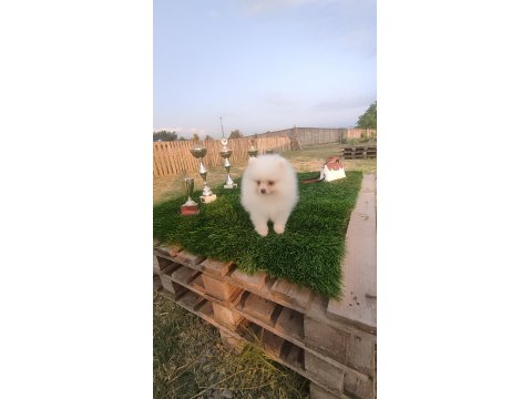 5 Aylık Sevimli Pomeranian Yavrumuz