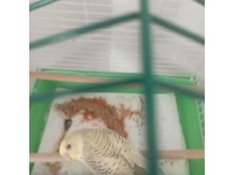 6 Aylık Erkek Muhabbet Kuşu