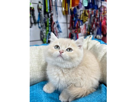 Krem Renkli Minik Scottish Straight