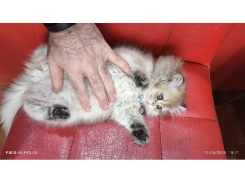 British Longhair Golden Point