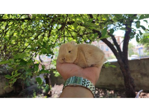 Hollanda Cüce Tavşanı (Netharlend Dwarf)