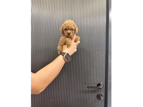 Tuvalet Eğitimli Evde Büyüyen Poodle Yavrular