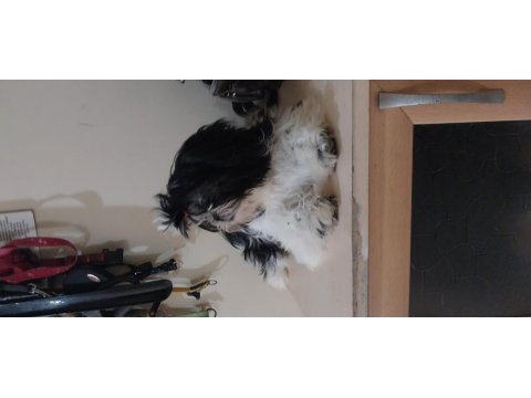 Shih Tzu Yavru Köpeği