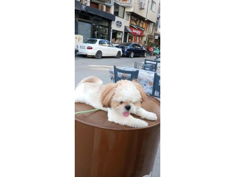 8 Aylık Dişi Shih Tzu