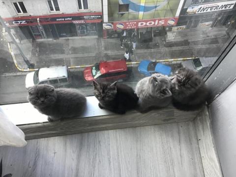 2 Aylık Yavru Scottish Fold Kedimiz