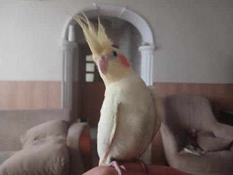 Dişi Uysal Sultan Papağanı