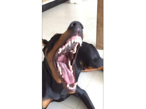 Son Hasım Bükücü Doberman Yavrular