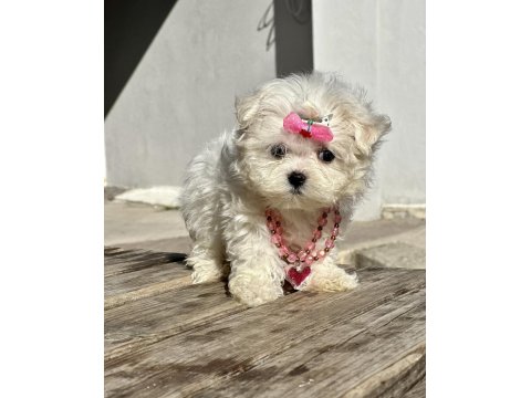Maltese Terrier Kore Safkan Mini Yavrularımız