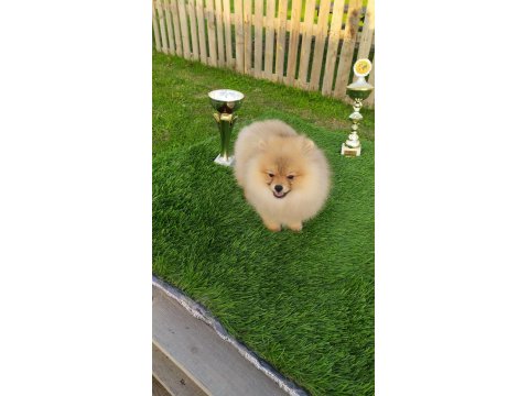 3 Aylık Sevimli Pomeranian Yavrularımız