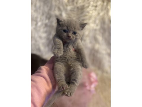 British Shorthair Yavruları