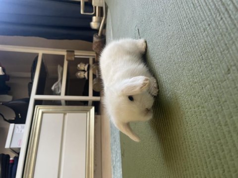 Beyaz Hollanda Lop Tavşanı