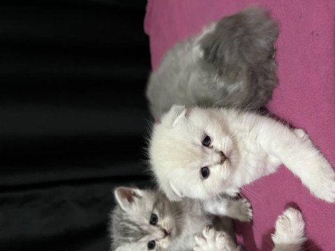 Scottish Fold Ve Straight 2 Aylık Yavrular