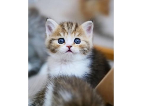 Şeker Suratlı Black Golden British Shorthair Yavrumuz