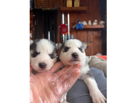 Burkem Ailesinden Maskeli Mavi Boncuk Husky