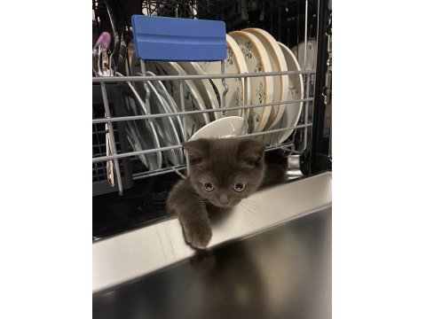 British Shorthair Gri Kedimiz