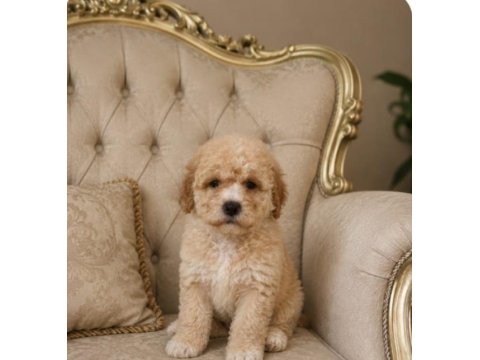 Küçük Şeker Poodle Minikler