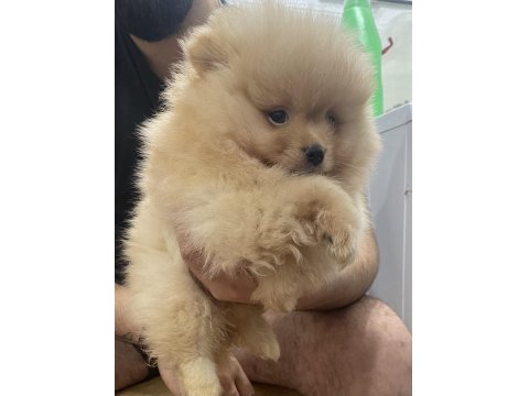 Pomeranian Efsane Bebek Köpekler