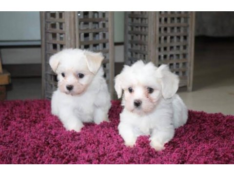 A Kalite Maltese Bebeklerimiz