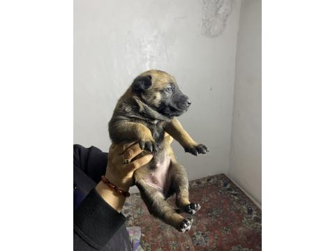 Irk Garantili Malinois Köpekler