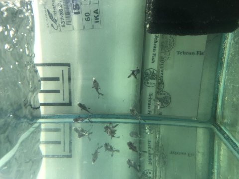 5-6 Cm Boylarda Challenger