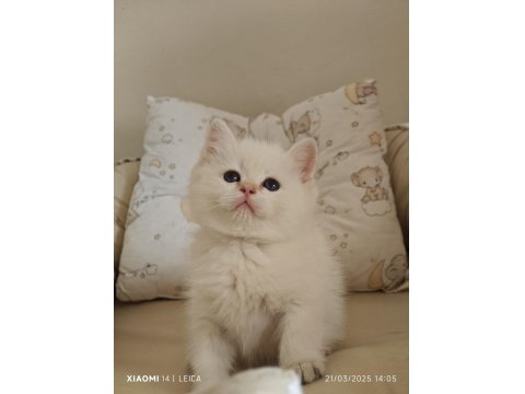 Anne Baba Full Şecereli Show Kedisi British Shorthair