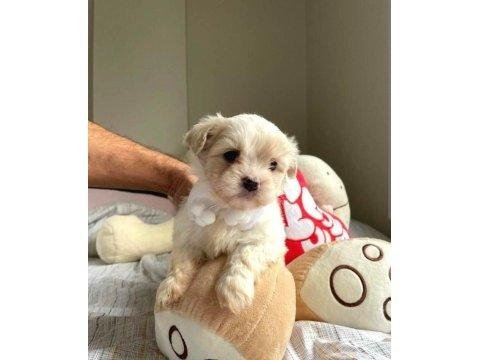 Evinizin Neşesi Maltipoo Bebeklerimiz