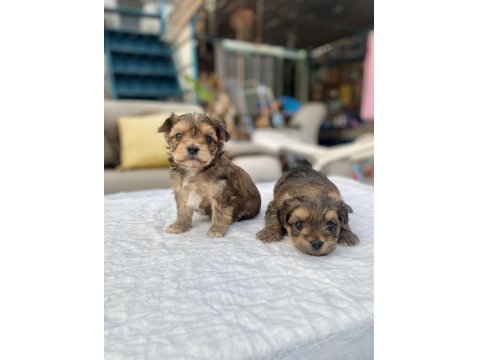 Mini Boy Morkie Prensler