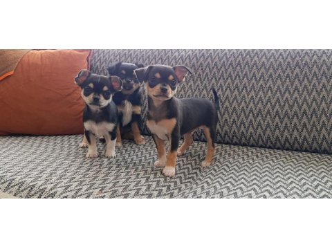 Safkan Teacup Şivava Yavruları