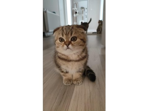 Scottish Fold Yavrular Yuva Bekliyor